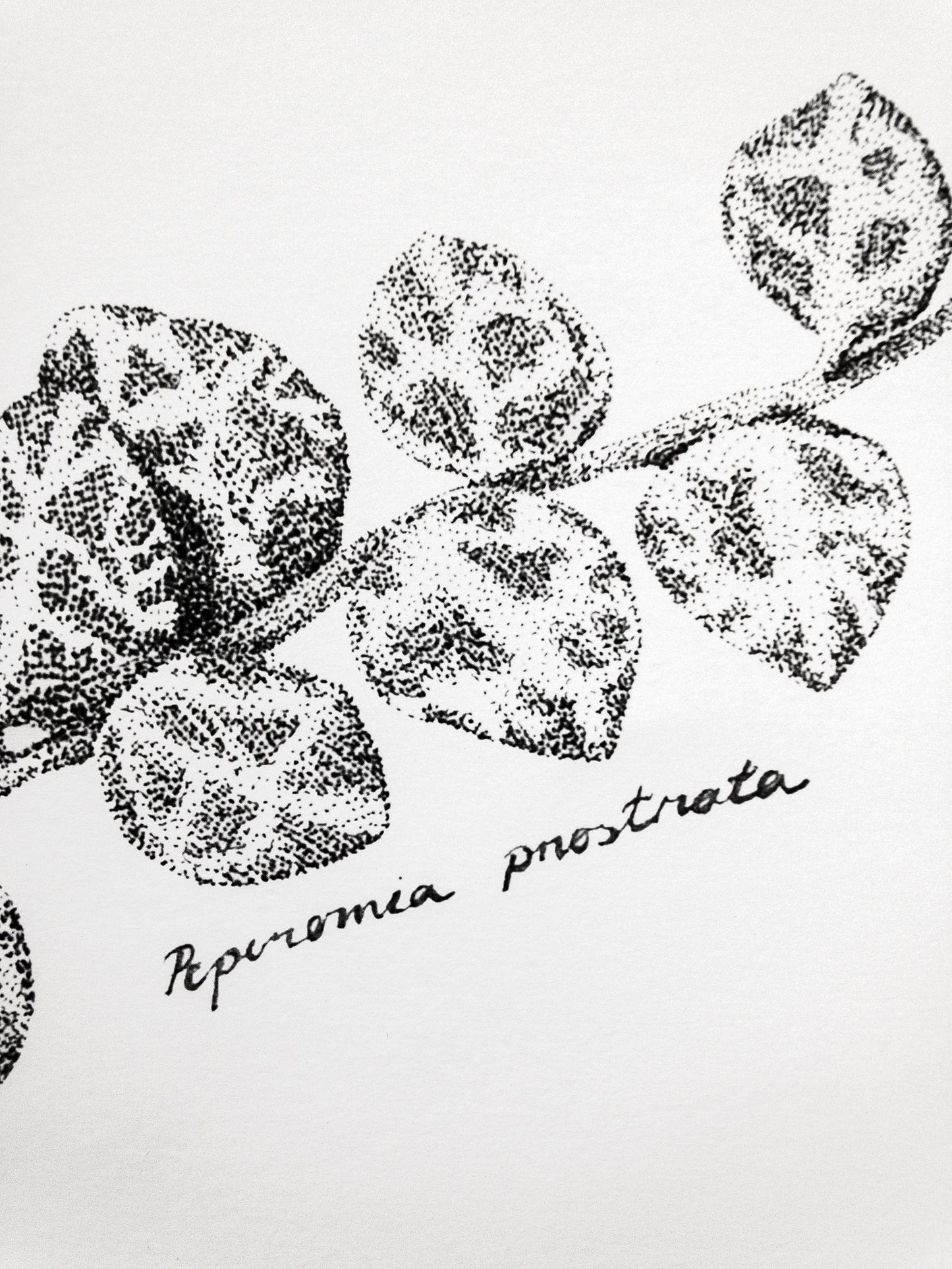 Peperomia Prostrata eli muorinkukka juliste printti A4 koossa.
Toteutus tussikynällä, pistetekniikalla eli stipling tyylillä. Tulostettu paksulle julistepaperille.
29,7cm x 21cm