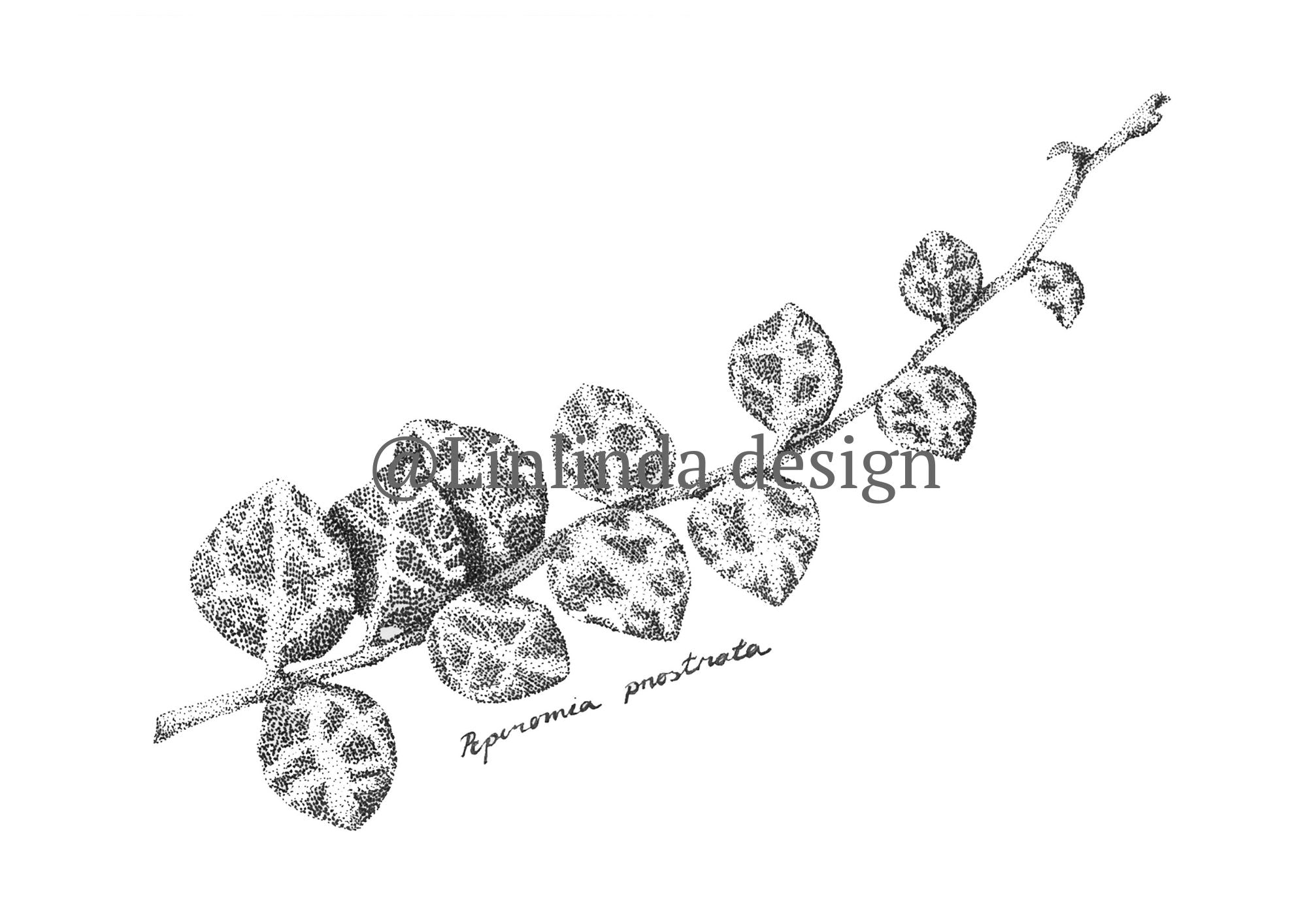 Peperomia Prostrata eli muorinkukka juliste printti A4 koossa.
Toteutus tussikynällä, pistetekniikalla eli stipling tyylillä. Tulostettu paksulle julistepaperille.

29,7cm x 21cm