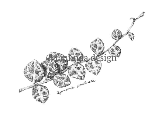 Peperomia Prostrata eli muorinkukka juliste printti A4 koossa.
Toteutus tussikynällä, pistetekniikalla eli stipling tyylillä. Tulostettu paksulle julistepaperille.

29,7cm x 21cm