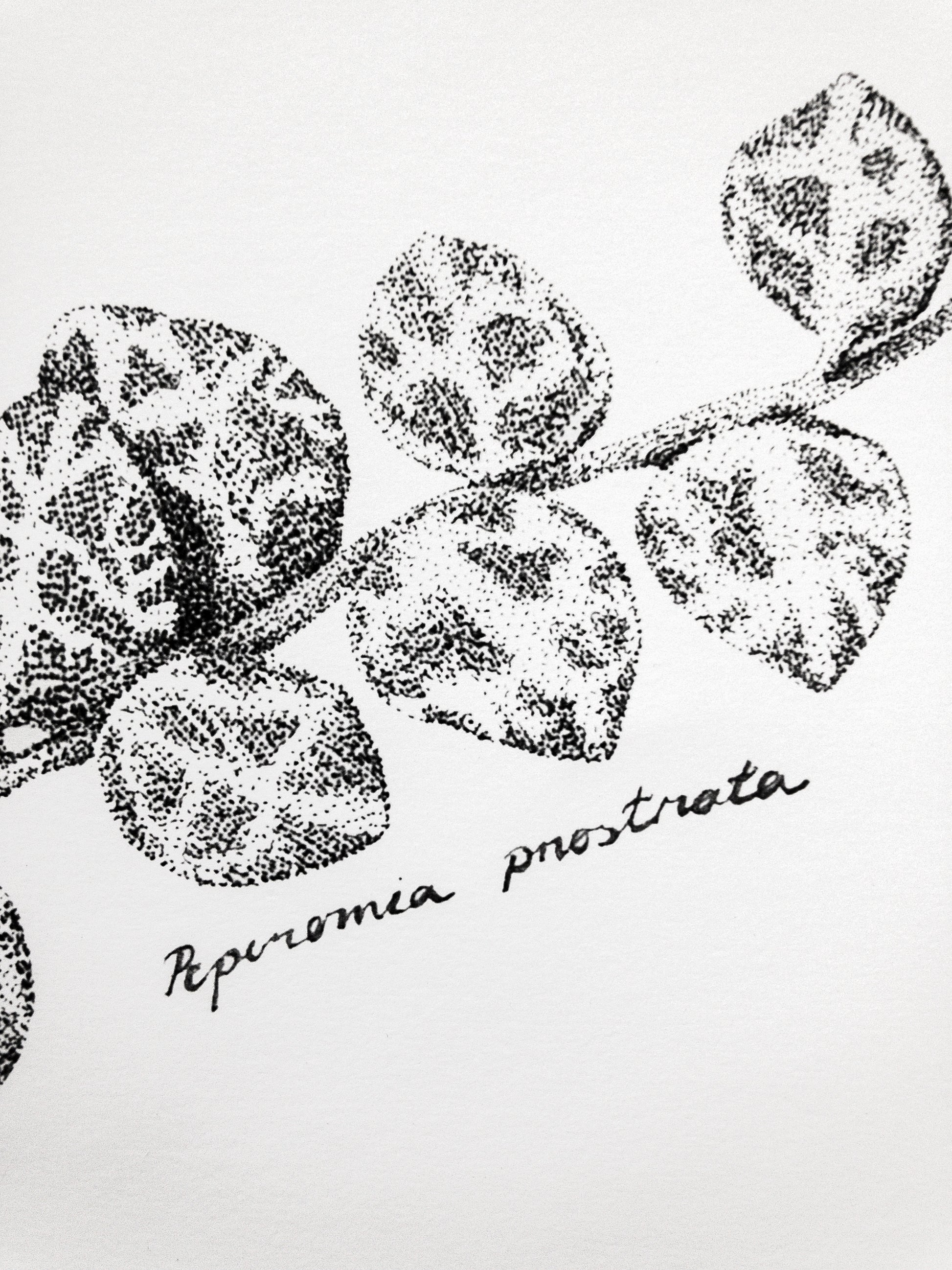 Peperomia Prostrata eli muorinkukka juliste printti A4 koossa.
Toteutus tussikynällä, pistetekniikalla eli stipling tyylillä. Tulostettu paksulle julistepaperille.

29,7cm x 21cm