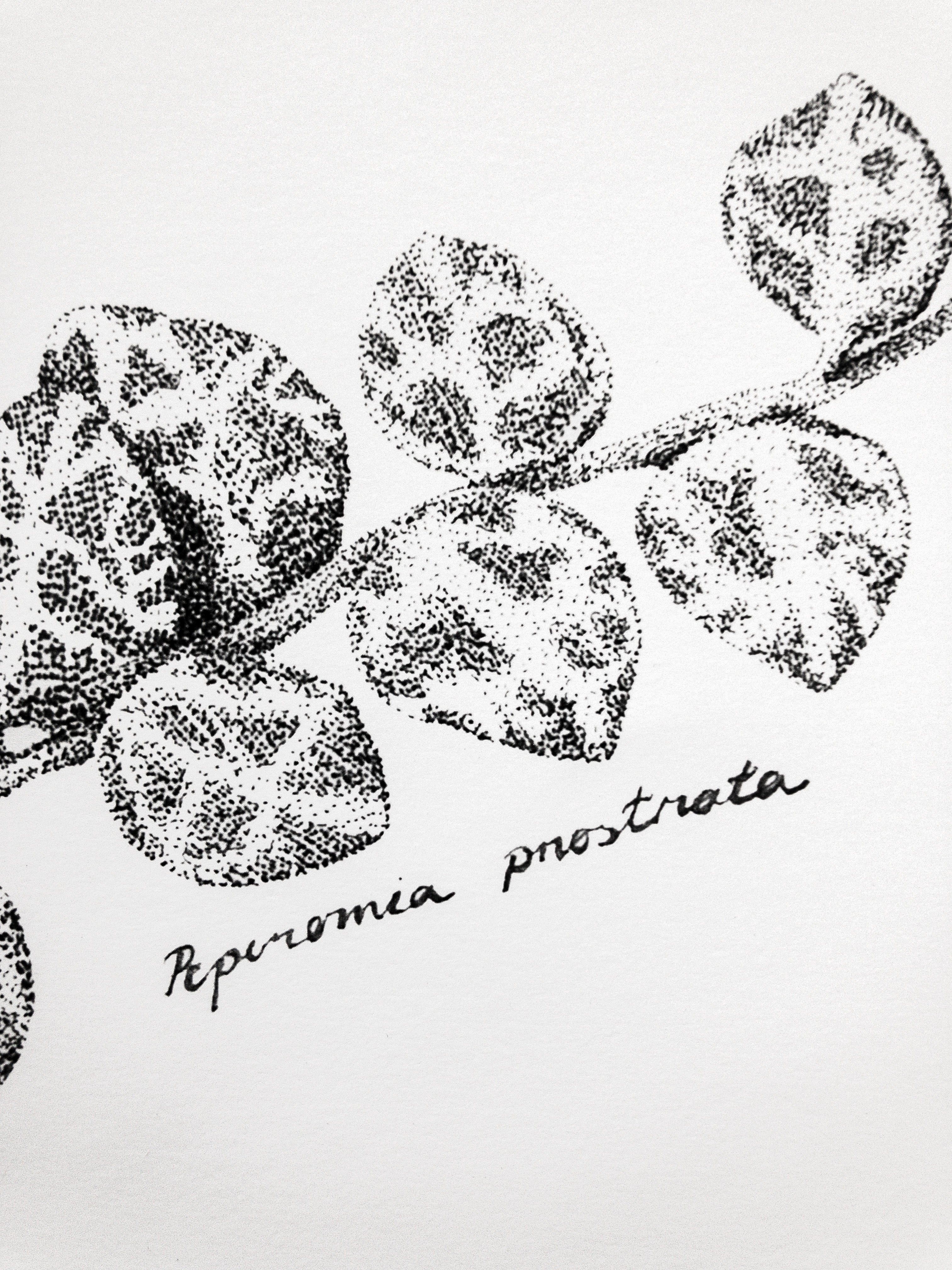 Peperomia Prostrata eli muorinkukka juliste printti A4 koossa.
Toteutus tussikynällä, pistetekniikalla eli stipling tyylillä. Tulostettu paksulle julistepaperille.

29,7cm x 21cm