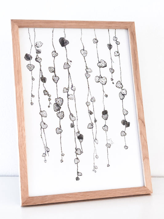 Minimalistinen string of hearts taideprintti. A4 kokoinen korkealaatuinen mustavalkoinen sisustusprintti. Herttalyhty kasvien ystävälle
